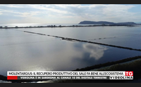 molentargius il recupero produttivo del sale fa bene all ecosistema