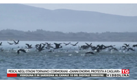 pesca negli stagni tornano i cormorani danni enormi protesta a cagliari