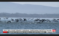pesca negli stagni tornano i cormorani danni enormi protesta a cagliari