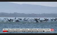 pesca negli stagni tornano i cormorani danni enormi protesta a cagliari
