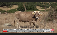 dermatite bovina campagne nel caos dopo la sentenza subito chiarezza