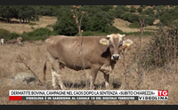 dermatite bovina campagne nel caos dopo la sentenza subito chiarezza