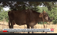 dermatite bovina l appello degli allevatori sbloccare subito movimentazione dei capi