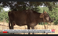 dermatite bovina l appello degli allevatori sbloccare subito movimentazione dei capi