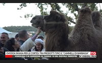 ovodda invasa per le cortes tra prodotti tipici e cammelli di barbagia
