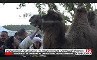 ovodda invasa per le cortes tra prodotti tipici e cammelli di barbagia