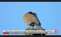 ricercatori e cacciatori uniti per il monitoraggio della tortora selvatica