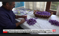turri si tinge di viola un viaggio tra profumi sapori nel cuore della marmilla