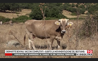 dermatite bovina vaccini completati subito la movimentazione del bestiame