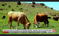 dermatite bovina l ue sblocca la movimentazione ossigeno per gli allevatori sardi