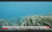 porto cervo ambiente e turismo ripascimento di posidonia nei fondali