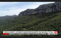 boschi aperti le foreste sarde protagoniste tra natura e tutela