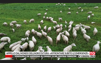 appello dal mondo dell agricoltura affrontare subito le emergenze