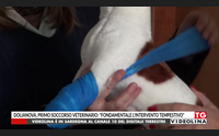 dolianova primo soccorso veterinario fondamentale l intervento tempestivo