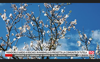 mandorlo sardo a rischio in marmilla si progetta la comunit di tutela