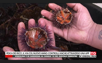 pesca dei ricci il via col nuovo anno controlli anche attraverso una app