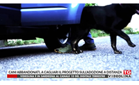 cani abbandonati a cagliari il progetto sull adozione a distanza