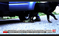 cani abbandonati a cagliari il progetto sull adozione a distanza