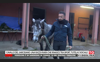 cavallo del sarcidano una razza rara che rinasce tra sport tutela e sociale