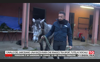 cavallo del sarcidano una razza rara che rinasce tra sport tutela e sociale