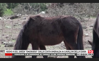 addio a b b sarda onoraria dalla costa smeralda ai cavallini della giara
