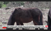 addio a brigitte bardot sarda onoraria dalla costa smeralda ai cavallini della giara