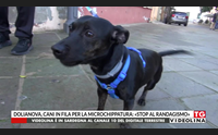 dolianova cani in fila per la microchippatura stop al randagismo