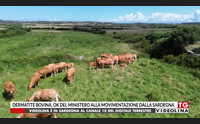 dermatite bovina ok del ministero alla movimentazione dalla sardegna