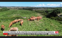 dermatite bovina ok del ministero alla movimentazione dalla sardegna