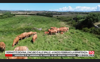 dermatite bovina l incubo alle spalle a inizio febbraio la ripartenza