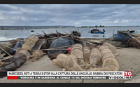 marcedd reti a terra e stop alla cattura delle anguille rabbia dei pescatori