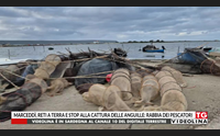marcedd reti a terra e stop alla cattura delle anguille rabbia dei pescatori