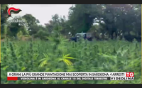 a orani la pi grande piantagione mai scoperta in sardegna 4 arresti
