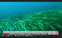 parco di porto conte siglato un accordo per la tutela della posidonia oceanica