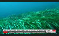 parco di porto conte siglato un accordo per la tutela della posidonia oceanica