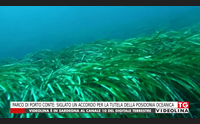 parco di porto conte siglato un accordo per la tutela della posidonia oceanica