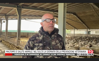 maltempo e salute animale nel sulcis la giornata della prevenzione veterinaria