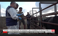 sassari la prevenzione veterinaria uno strumento di salute pubblica