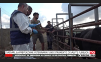 sassari la prevenzione veterinaria uno strumento di salute pubblica