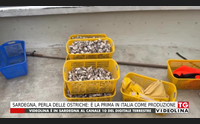 sardegna perla delle ostriche la prima in italia come produzione