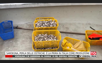 sardegna perla delle ostriche la prima in italia come produzione