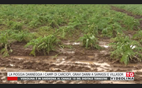 la pioggia danneggia i campi di carciofi gravi danni a samassi e villasor