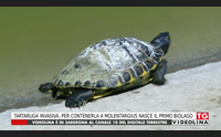 tartaruga invasiva per contenerla a molentargius nasce il primo biolago