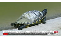 tartaruga invasiva per contenerla a molentargius nasce il primo biolago