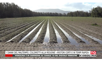 i danni del maltempo coldiretti alla regione ristori certi e in tempi rapidi
