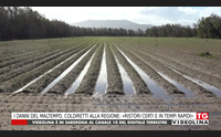 i danni del maltempo coldiretti alla regione ristori certi e in tempi rapidi