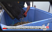arbatax la laguna ferita distrutte dal ciclone 80 tonnellate di ostriche