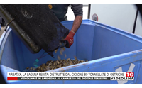 arbatax la laguna ferita distrutte dal ciclone 80 tonnellate di ostriche
