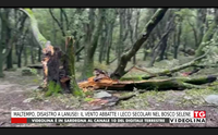 maltempo disastro a lanusei il vento abbatte i lecci secolari nel bosco selene