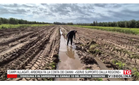 campi allagati arborea fa la conta dei danni serve supporto dalla regione